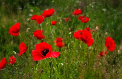 Wild Flowers